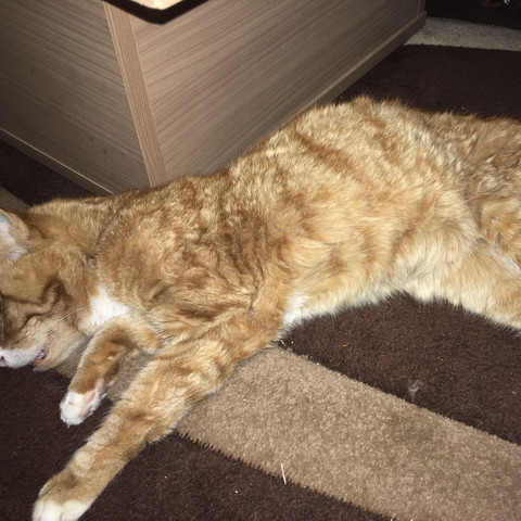 Katze Einschläfern Kater Einschläfern Lassen 2019 08 22