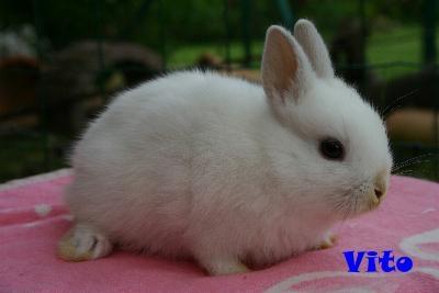 mein kleiner Vito (noch jünger als 11 Wochen) - (Kaninchen, Tierarzt, Tiermedizin)