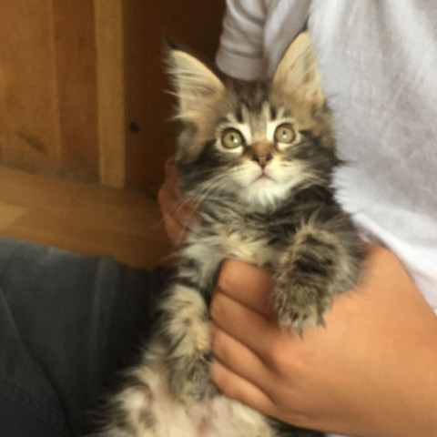 Worauf Muss Ich Beim Kauf Einer Gesunden Main Coon Katze Unbedingt Achten Tiere Stammbaum Maine Coon