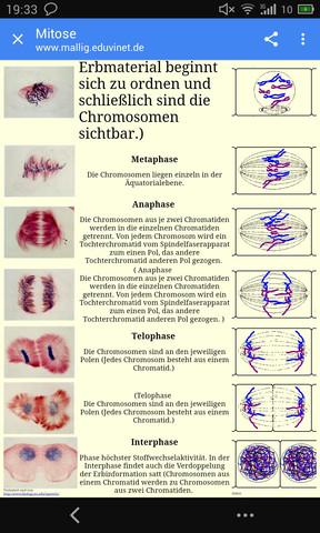 Text siehe hier - (Biologie, Zellen, Mitose)