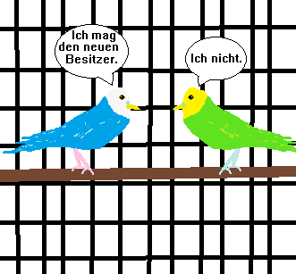 Woruber Reden Wellensittiche Tiere Bilder Thema