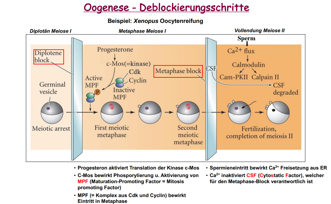 Worum geht es da (Oogenese)? (Medizin, Biologie, Sperma)