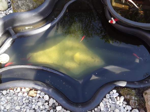 Wrum Vermehren Sich Meine Goldfische Nicht Gold Teich Laich