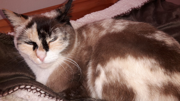 Das ist sie .... - (Tiere, Katzen)