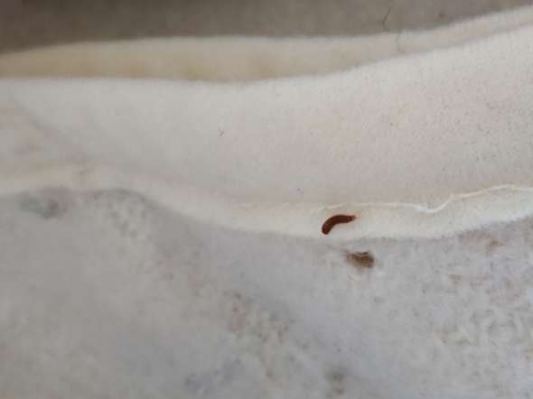 Was Sind Das Fur Larven Unter Meinem Bett Insekten Insektenstich