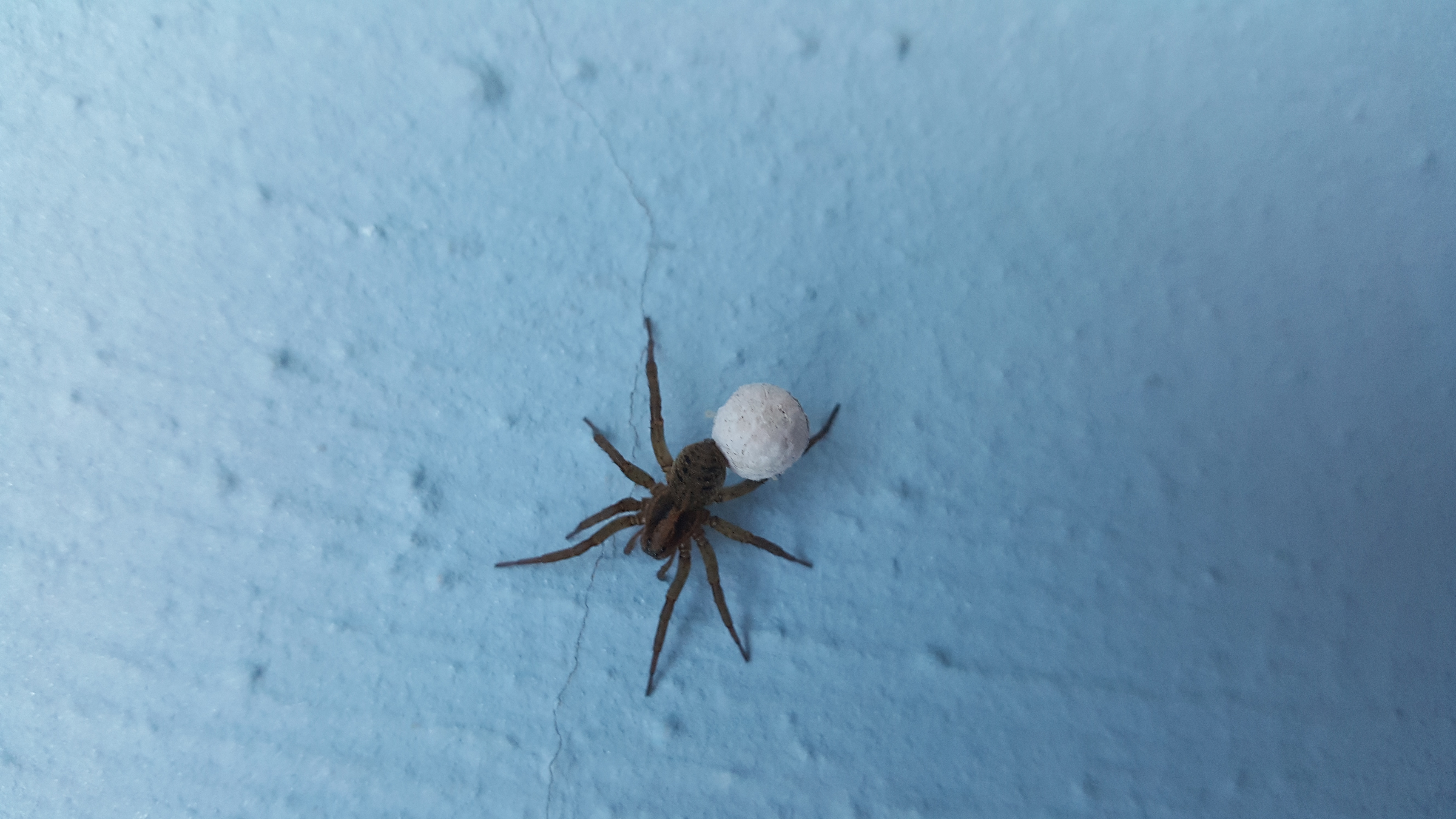 Was ist das für eine Spinne? (Spinnen)