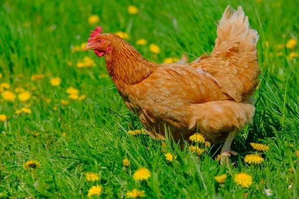 Würdest du es übers Herz bringen ein lebendes Huhn zu schlachten?