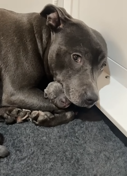 Würdet ihr den Welpen trotzdem verkaufen wenn die Mama sie nicht ...