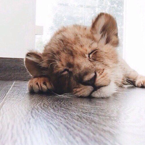 Würdet ihr einen jungen Löwen als Haustier nehmen?