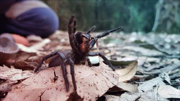 Würdet ihr euer Gegenüber auf eine giftige Spinne aufmerksam machen?