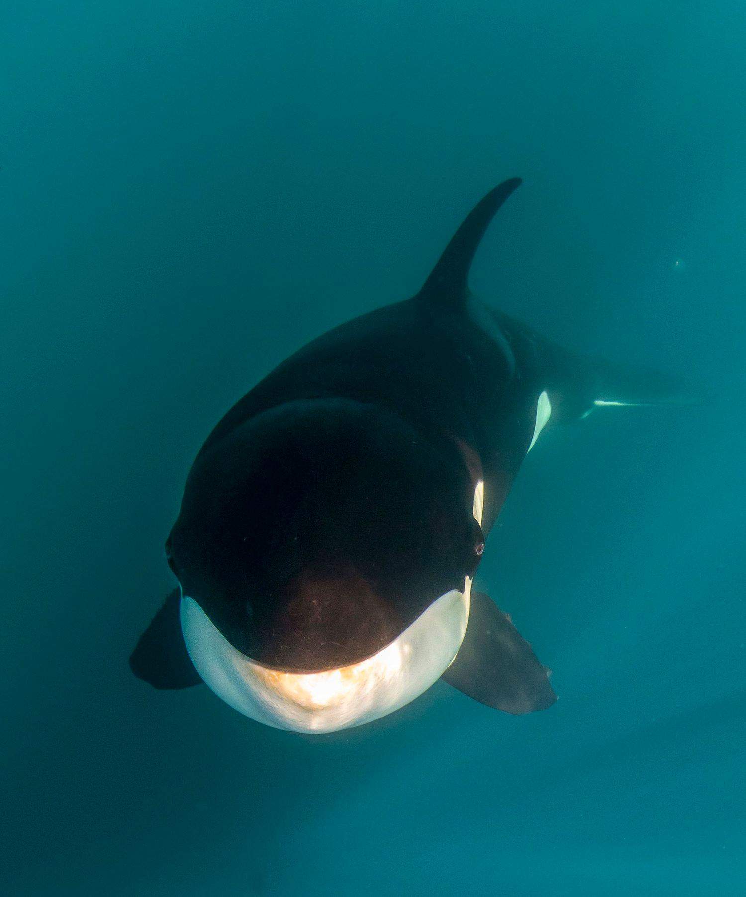 Würdet ihr gerne mit Orcas tauchen? (Menschen, Orca)