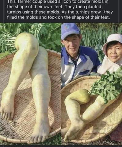 Würdet ihr gerne von diesem Gemüse naschen?