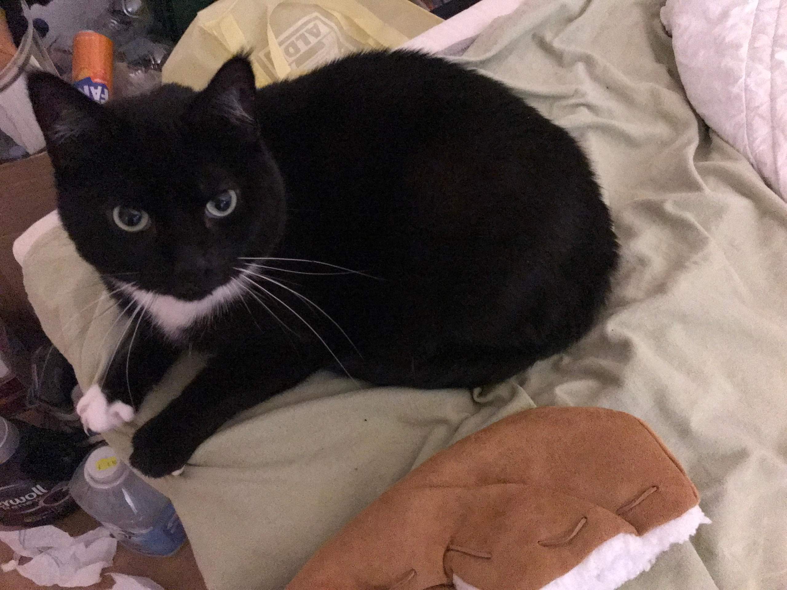 Würdet ihr ihn auch vermissen, wenn ihr ein paar Tage sein Katzensitter