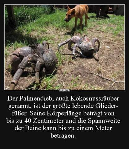 - (Tiere, Palmendieb)
