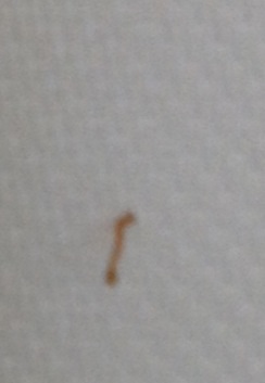Würmchen im Badezimmer? (Haushalt, Schädlinge)