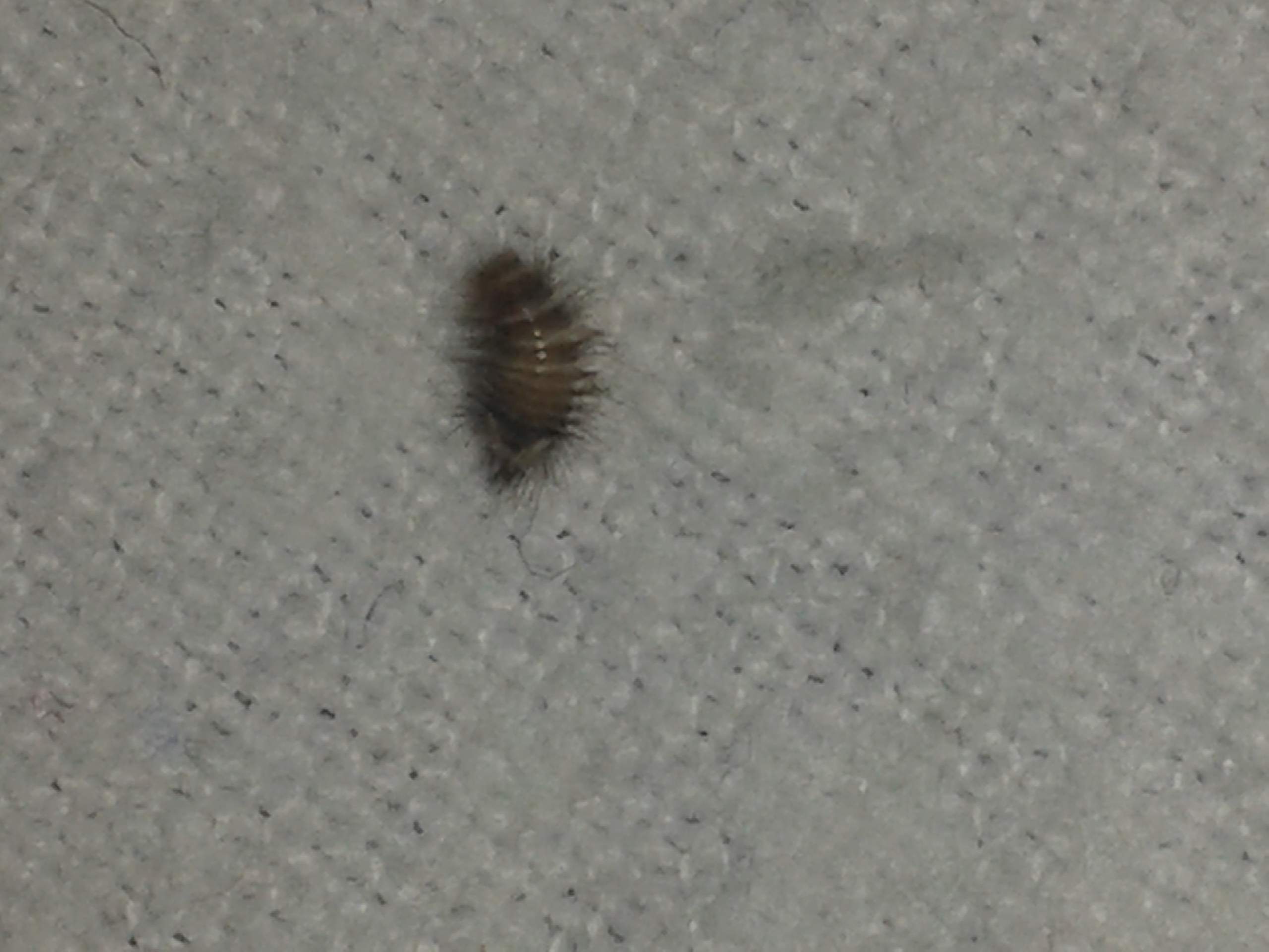 Würmer im Bett! Was tun? (Tiere, schlafen, Insekten)