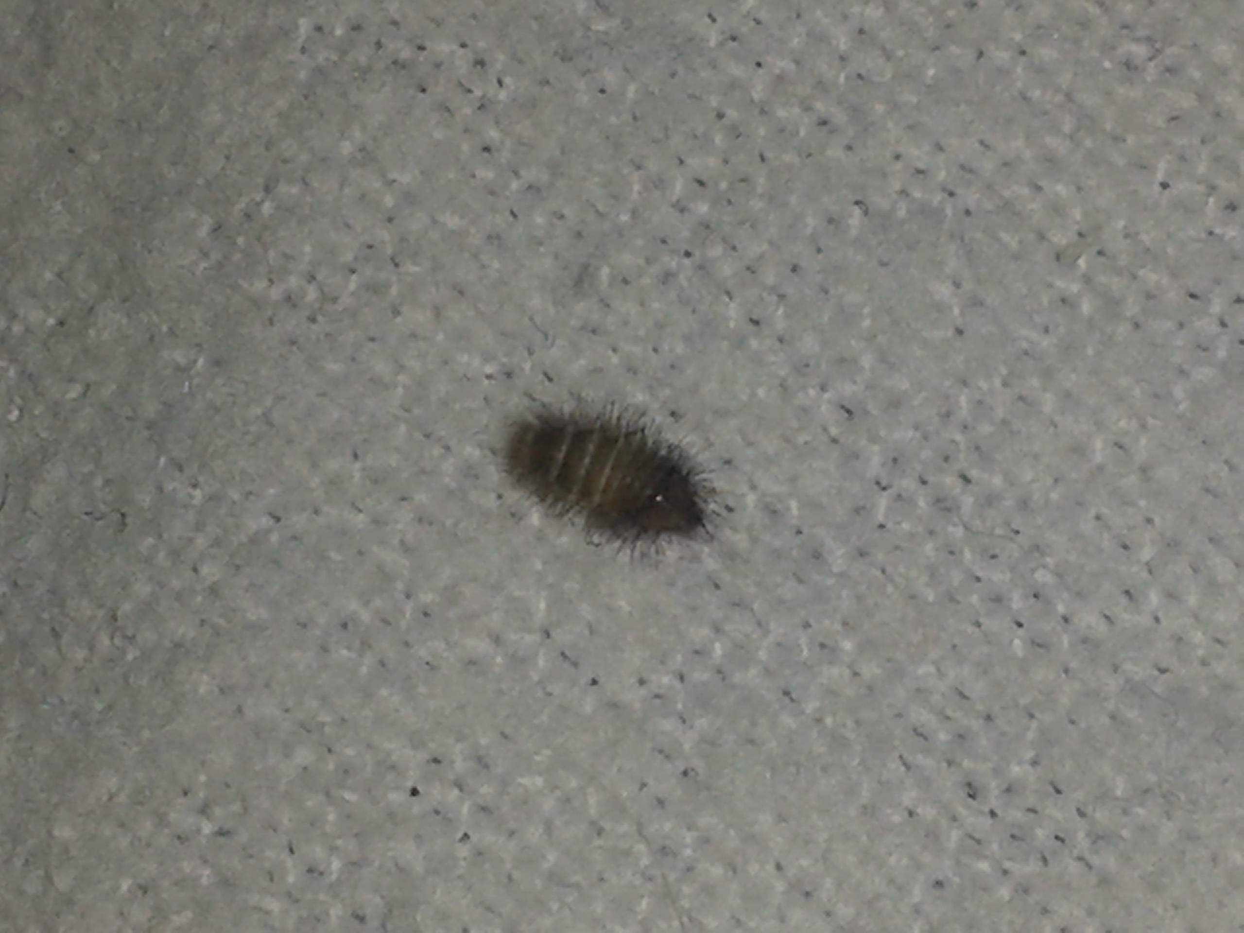 Würmer im Bett! Was tun? (Tiere, schlafen, Insekten)