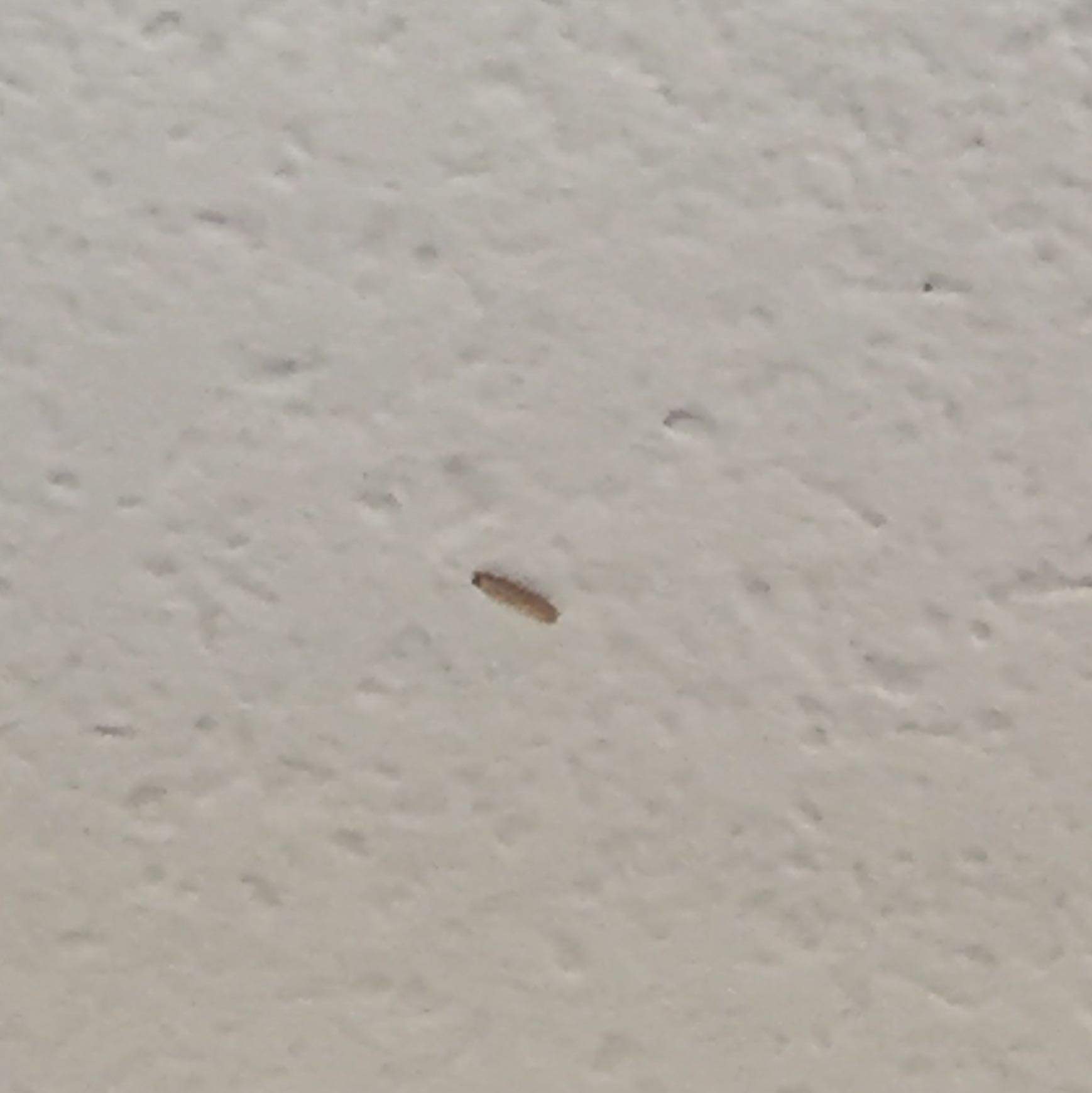 Tee Sozialistisch Charakterisieren maden im wohnzimmer an der decke ...