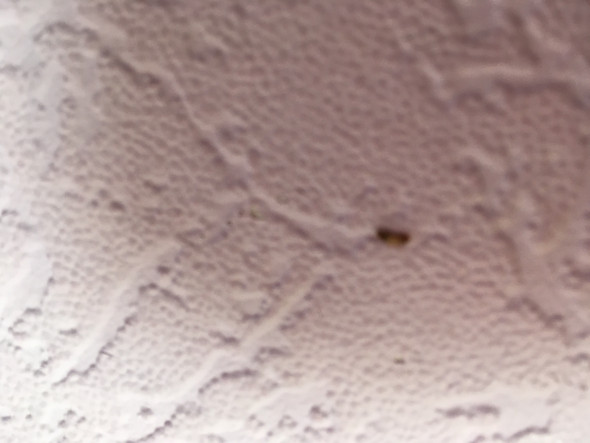 Wurmer An Meiner Wand Raupe Wurmer An Meiner Wand Raupe