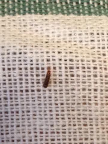 Wurmer Aus Der Fuge Unseres Pakettbodens Katze Haushalt Natur