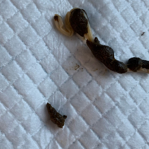 Wurmer Bei Meinem Welpen Gesundheit Und Medizin Tiere Hund Wurmer Bei Meinem Welpen Gesundheit Und Medizin Tiere Hund