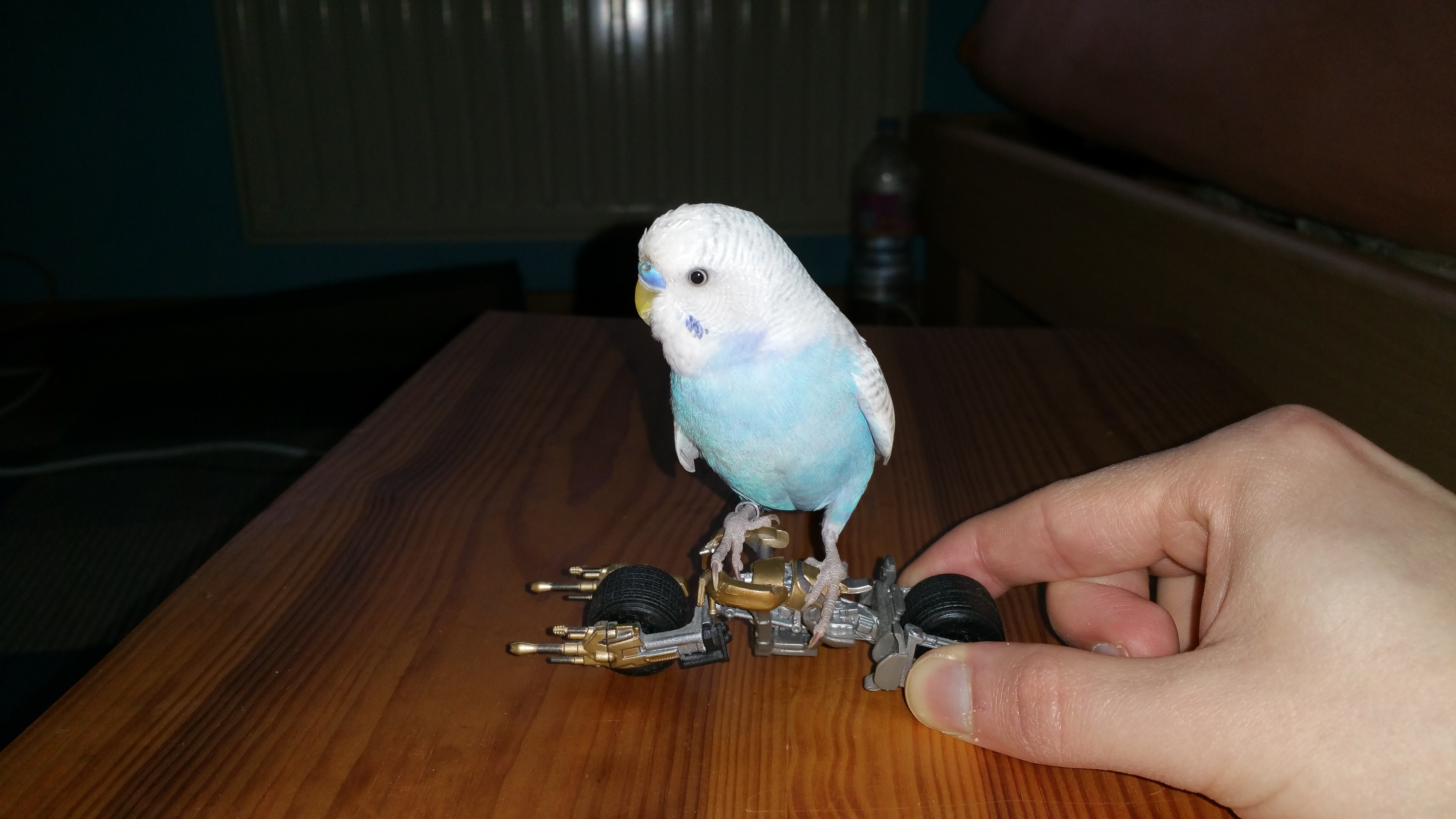 Wurmer Bei Wellensittich Ansteckend Fur Menschen Arzt Krankheit Vogel