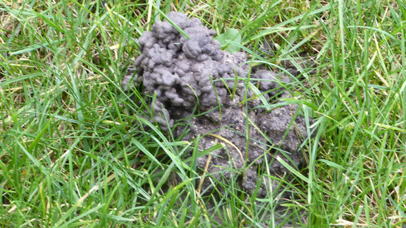 Wurmer Im Rasen Kann Mir Jemad Helfen Garten Gartenarbeit