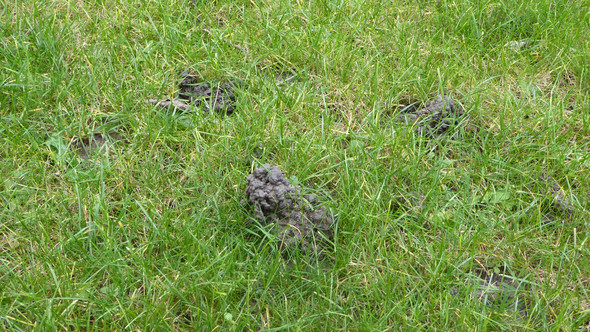 Wurmer Im Rasen Kann Mir Jemad Helfen Garten Gartenarbeit