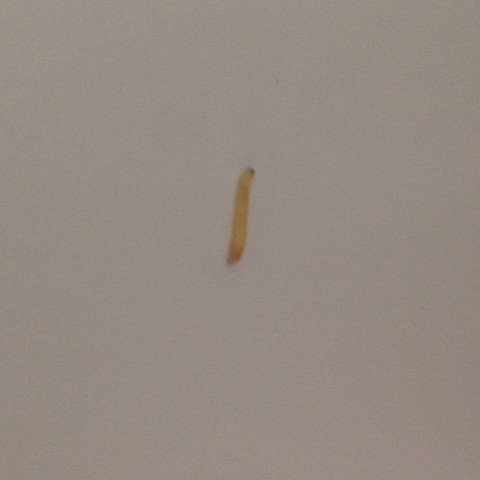 Wurmer Im Sussigkeitenschrank Sussigkeiten