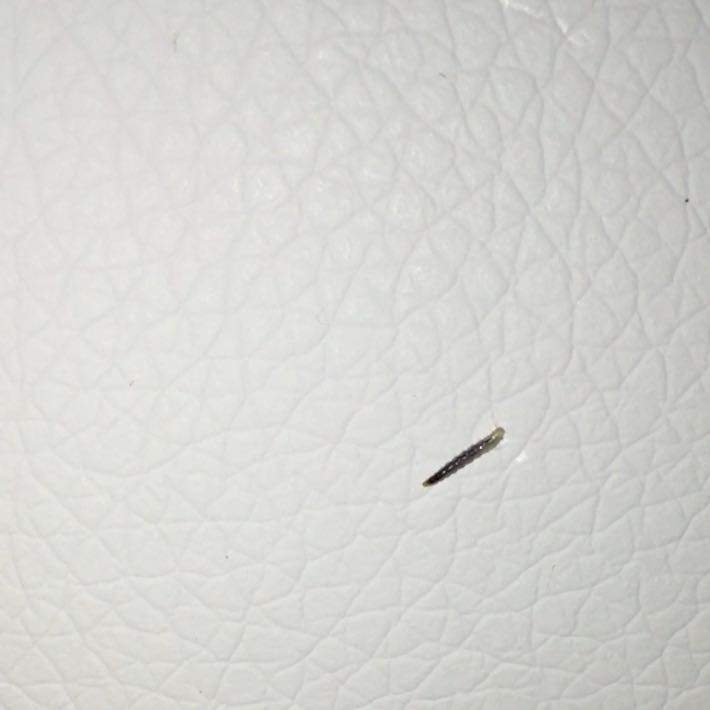 Würmer in der Wohnung? (Insekten)