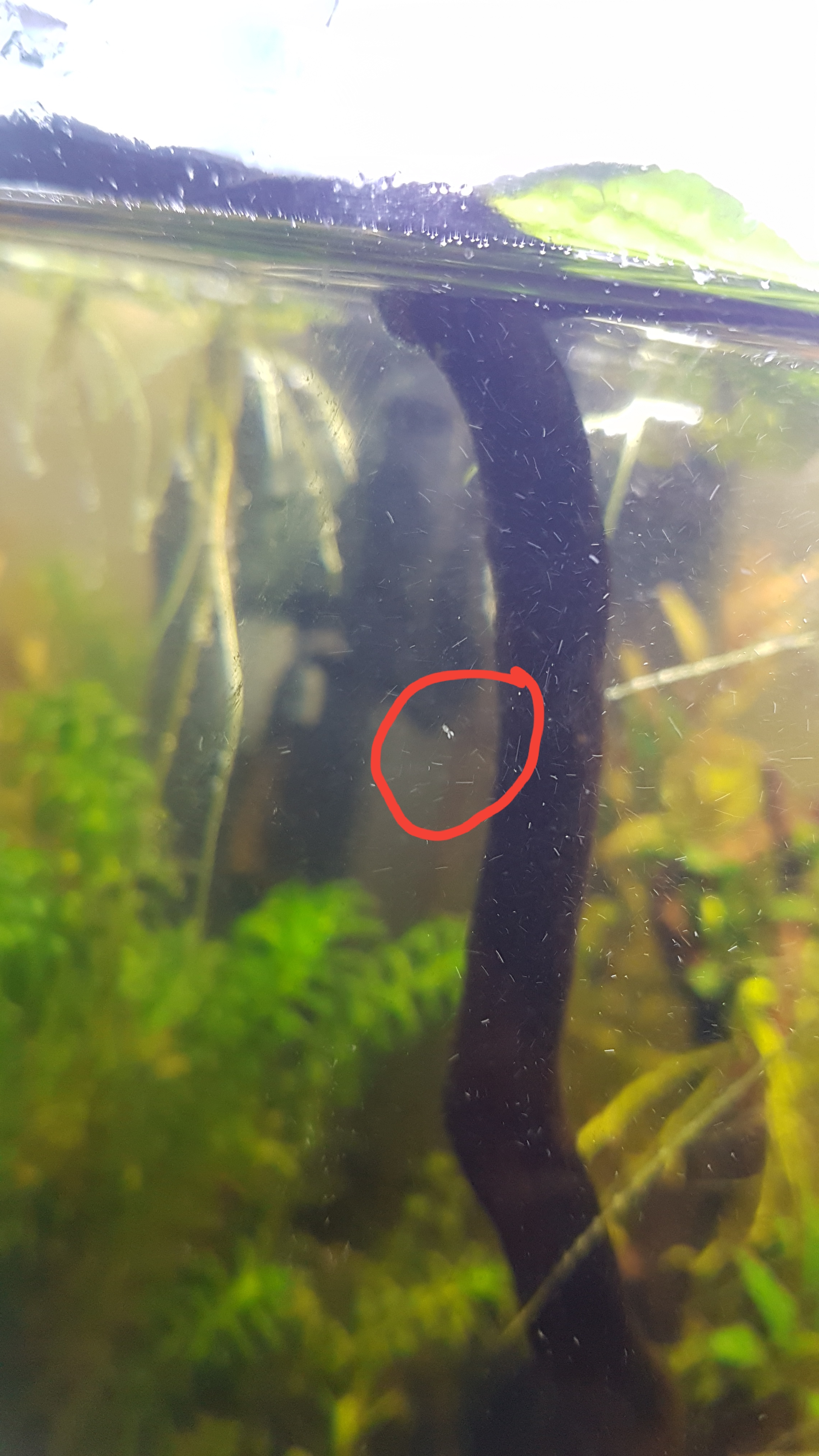 Würmer/ Käfer im Aquarium? (Aquaristik, Ungeziefer)