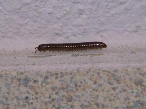 Würmer oder Tausendfüßler? (Tiere, Haushalt, Krabbeltiere)