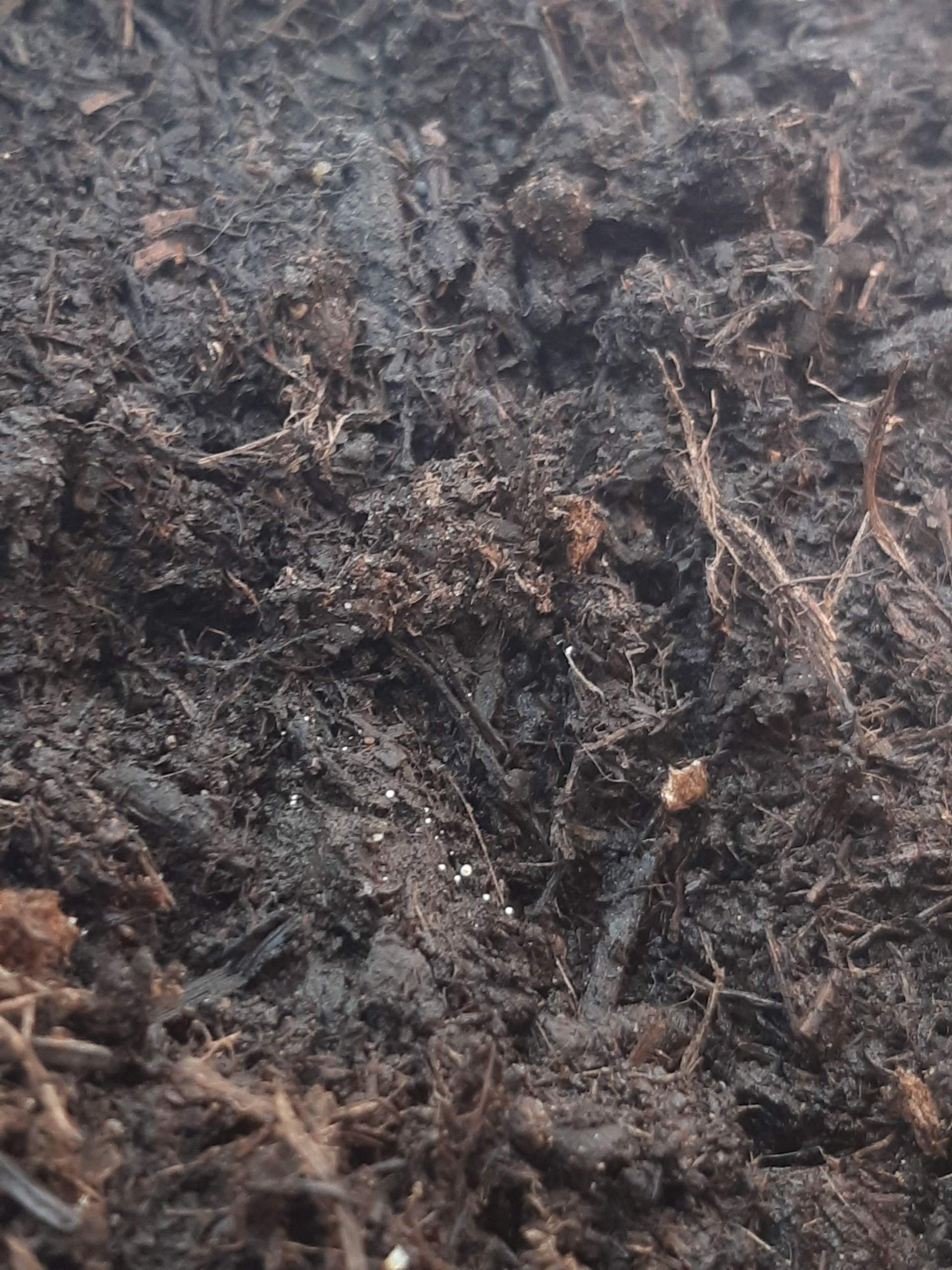 Würmer und Eier in Blumenerde? (Pflanzen, Insekten, Schädlinge)