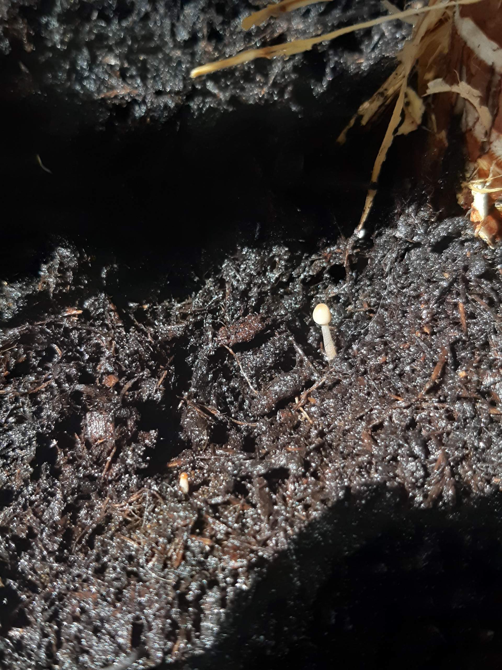 Würmer und Eier in Blumenerde? (Pflanzen, Insekten, Schädlinge)