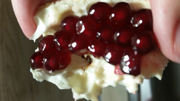 Wurmer Und Maden Im Granatapfel Gesundheitsschadlich Gesundheit Insekten Wurmer Und Maden Im Granatapfel Gesundheitsschadlich Gesundheit Insekten