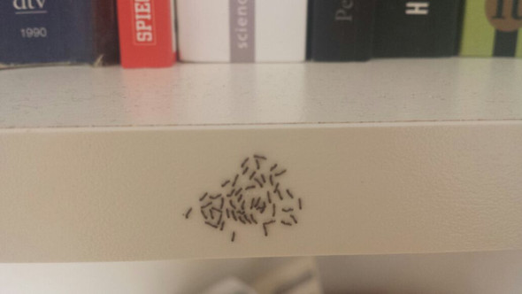 Maden - (Tiere, Biologie, wohnen)