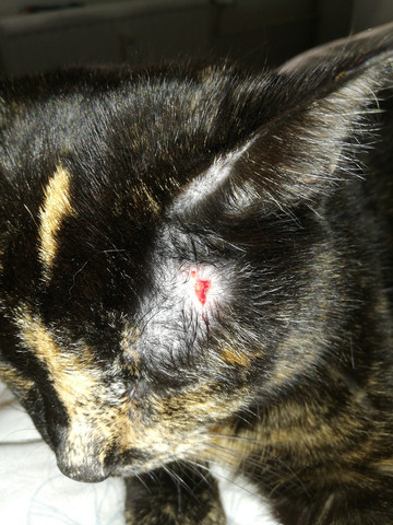 katze die meistgelesenen fragen