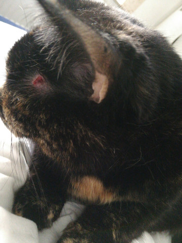 Katze Die Meistgelesenen Fragen