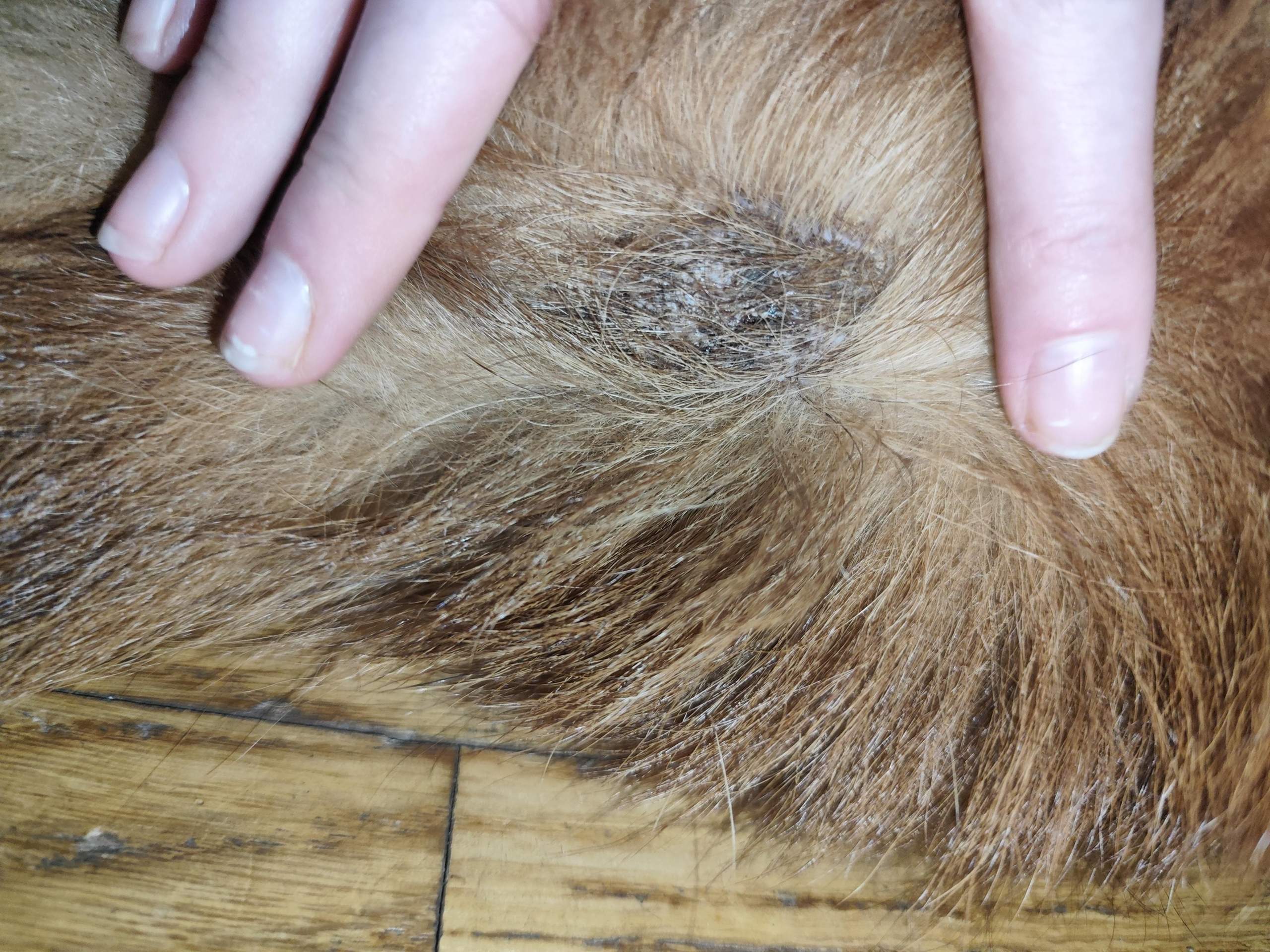 Wunde am Schwanz (Hund)? (Gesundheit, Tierhaltung, Tiermedizin)