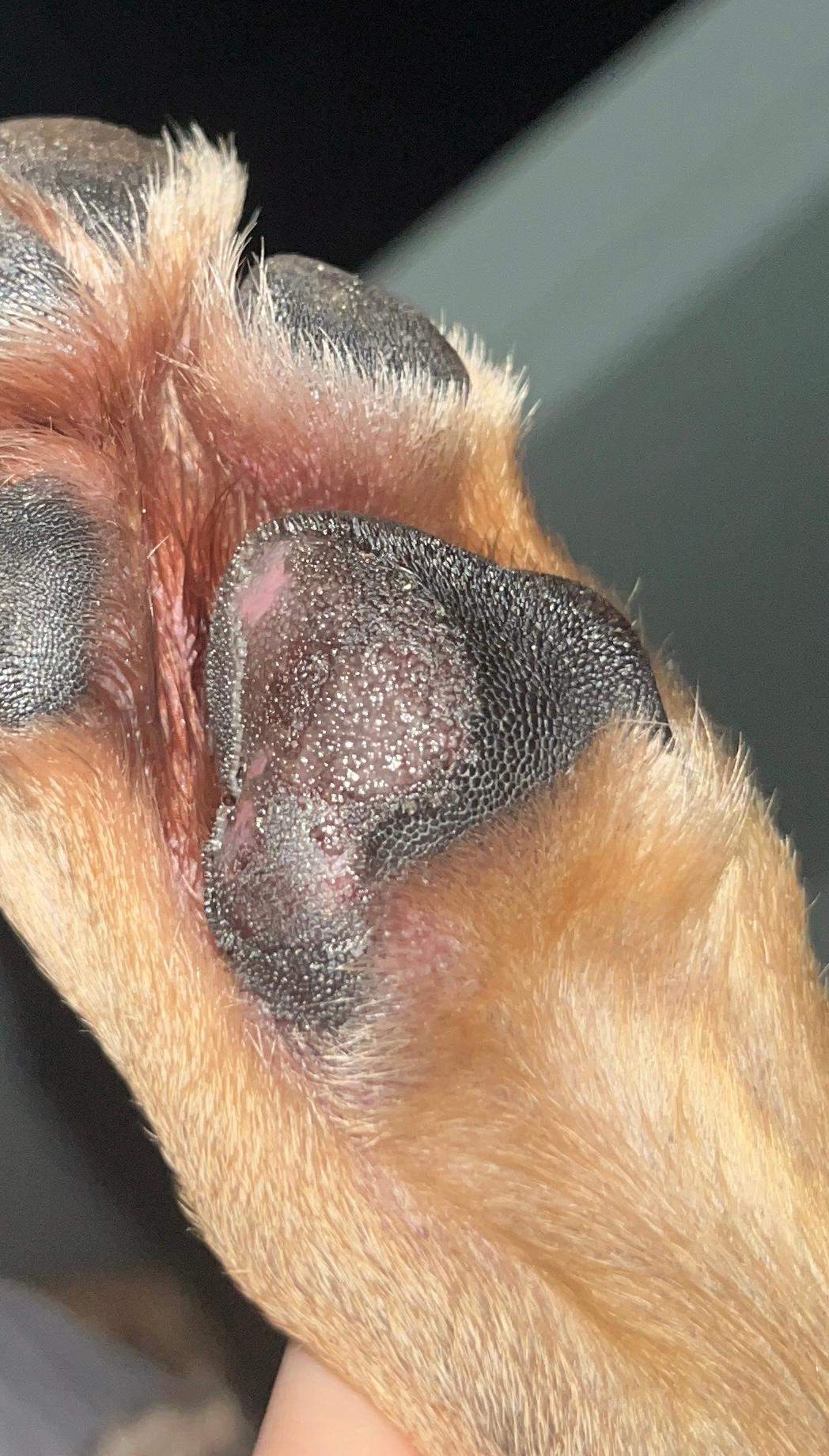 Hund Kaut Auf Pfote