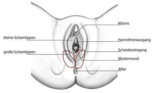 Größe der vagina