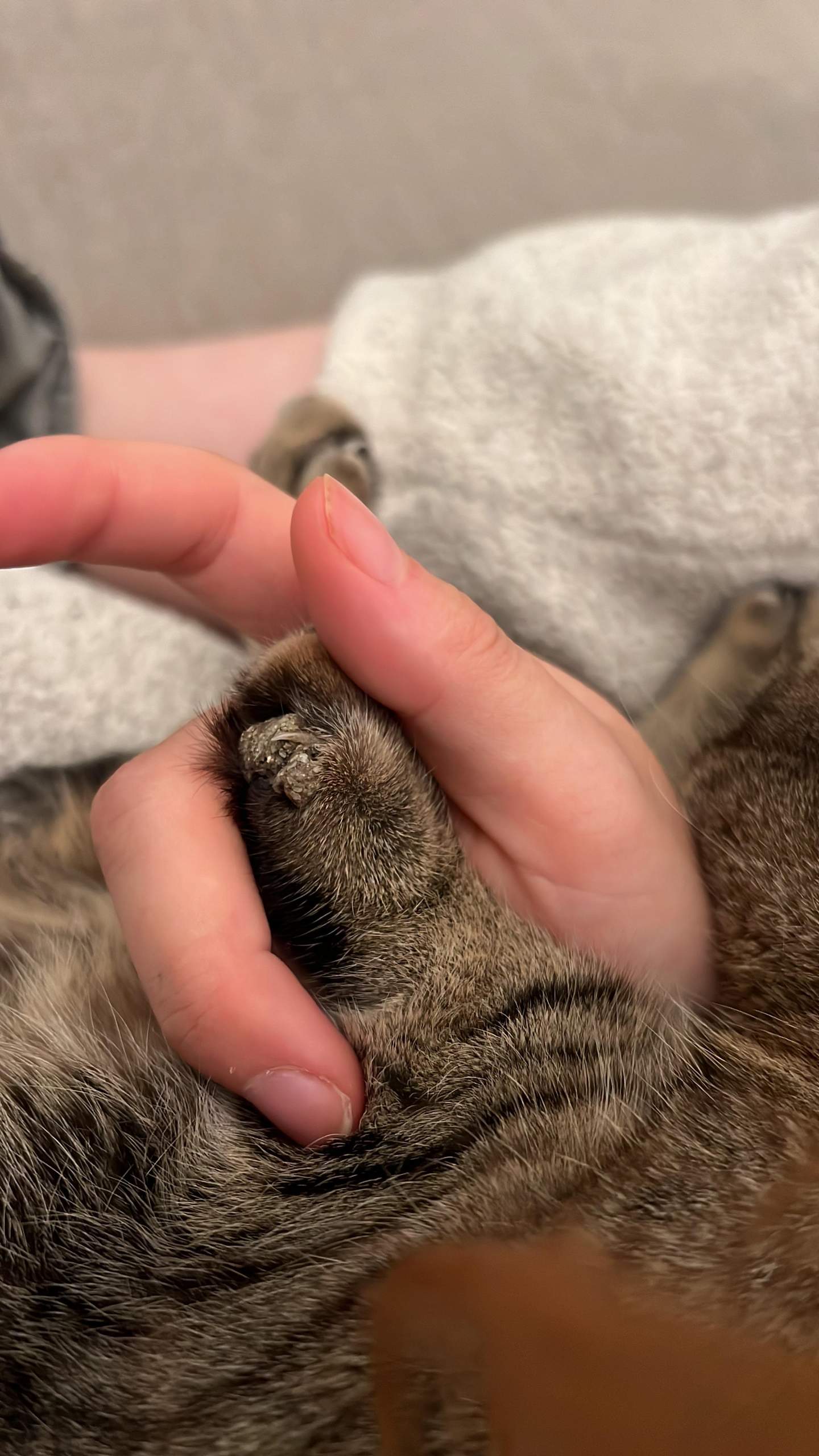 Wunde an Pfote von Katze nach OP? (Tierarzt, Tiermedizin, Tierschutz)