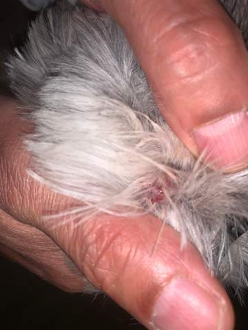 wunde bei hund zecke gesundheit und medizin tiere haustiere