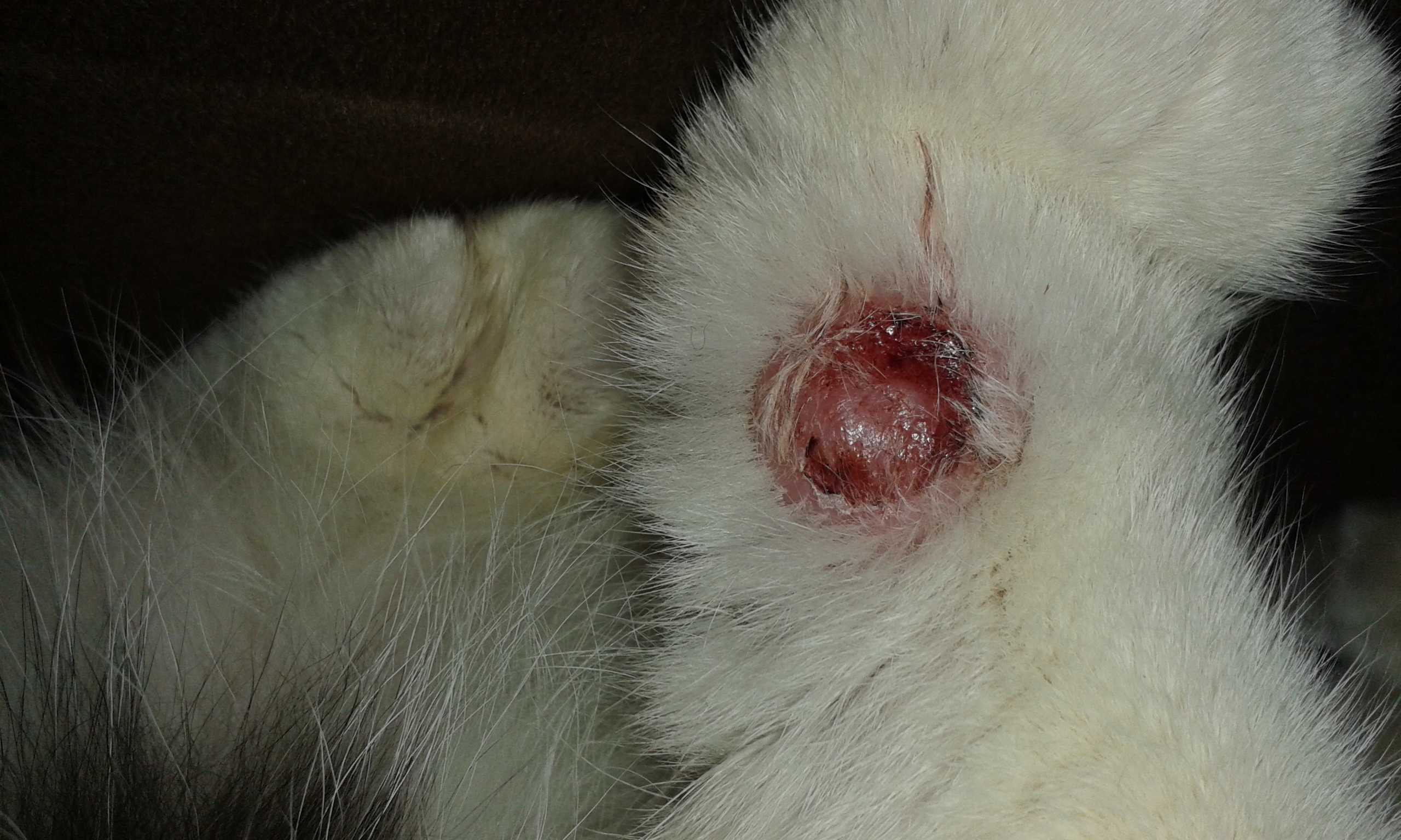 Wunde bei Katze verheilt nicht! (Tiere, Krankheit)