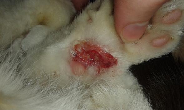 Wunde Bei Katze Verheilt Nicht Tiere Krankheit Wunde Bei Katze Verheilt Nicht Tiere Krankheit