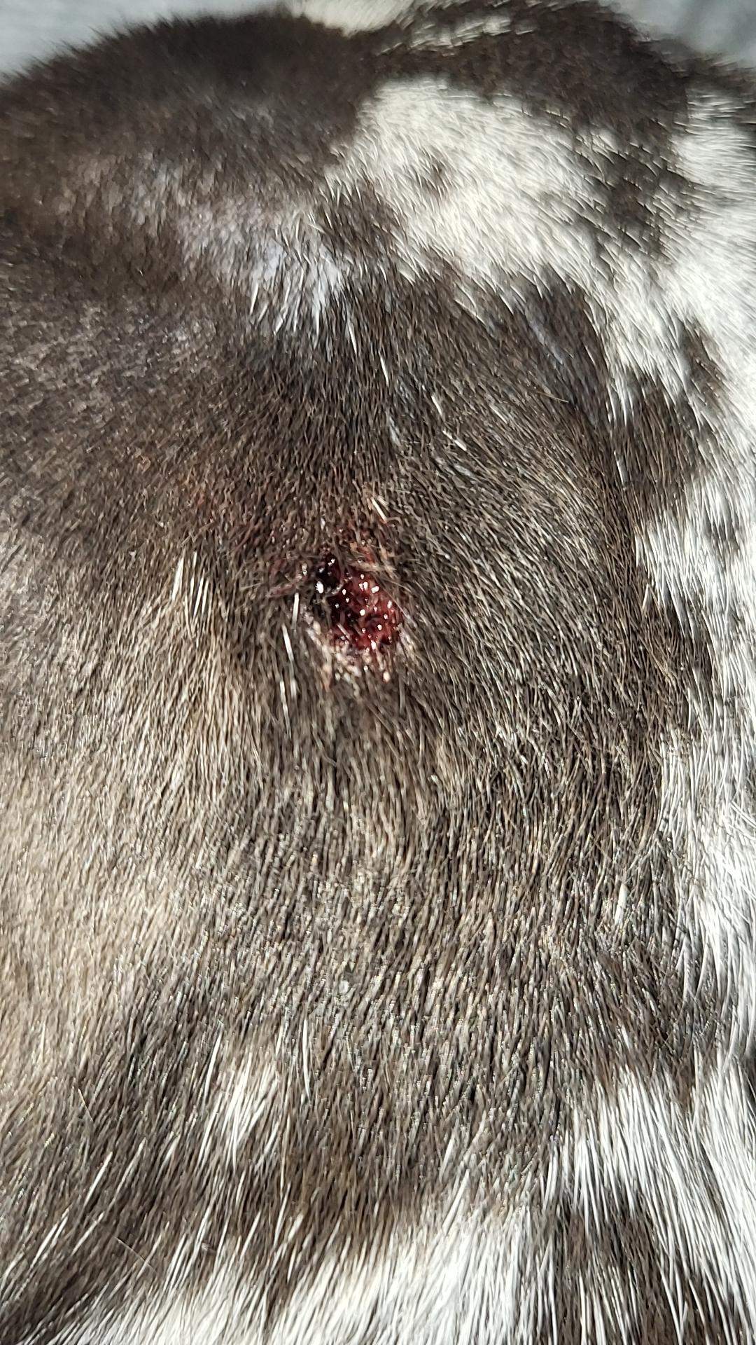Wunde beim hund? (Gesundheit, Tierarzt)