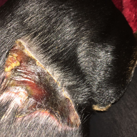 Wunde Meines Hunds Eitert Was Tun Hund Eiter Kruste Wunde Meines Hunds Eitert Was Tun Hund Eiter Kruste