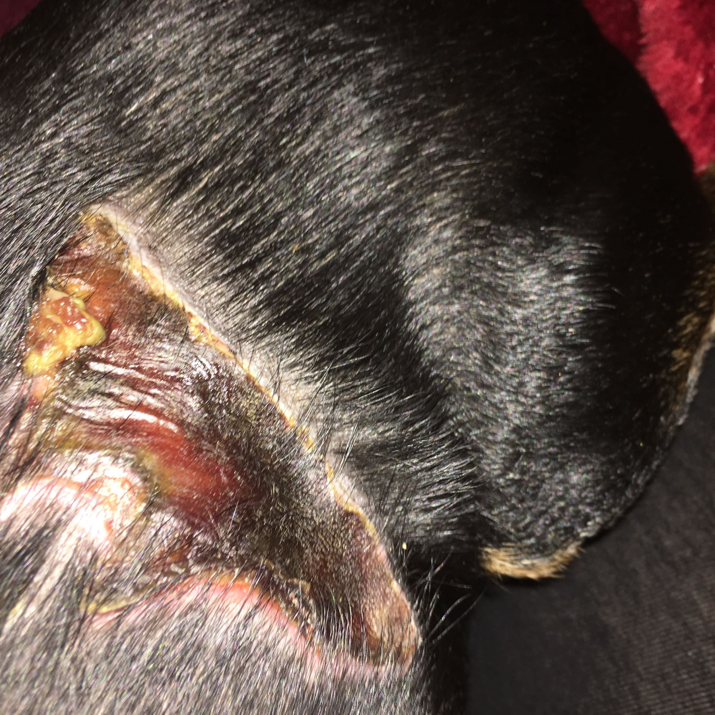 wunde meines hunds eitert was tun hund eiter kruste