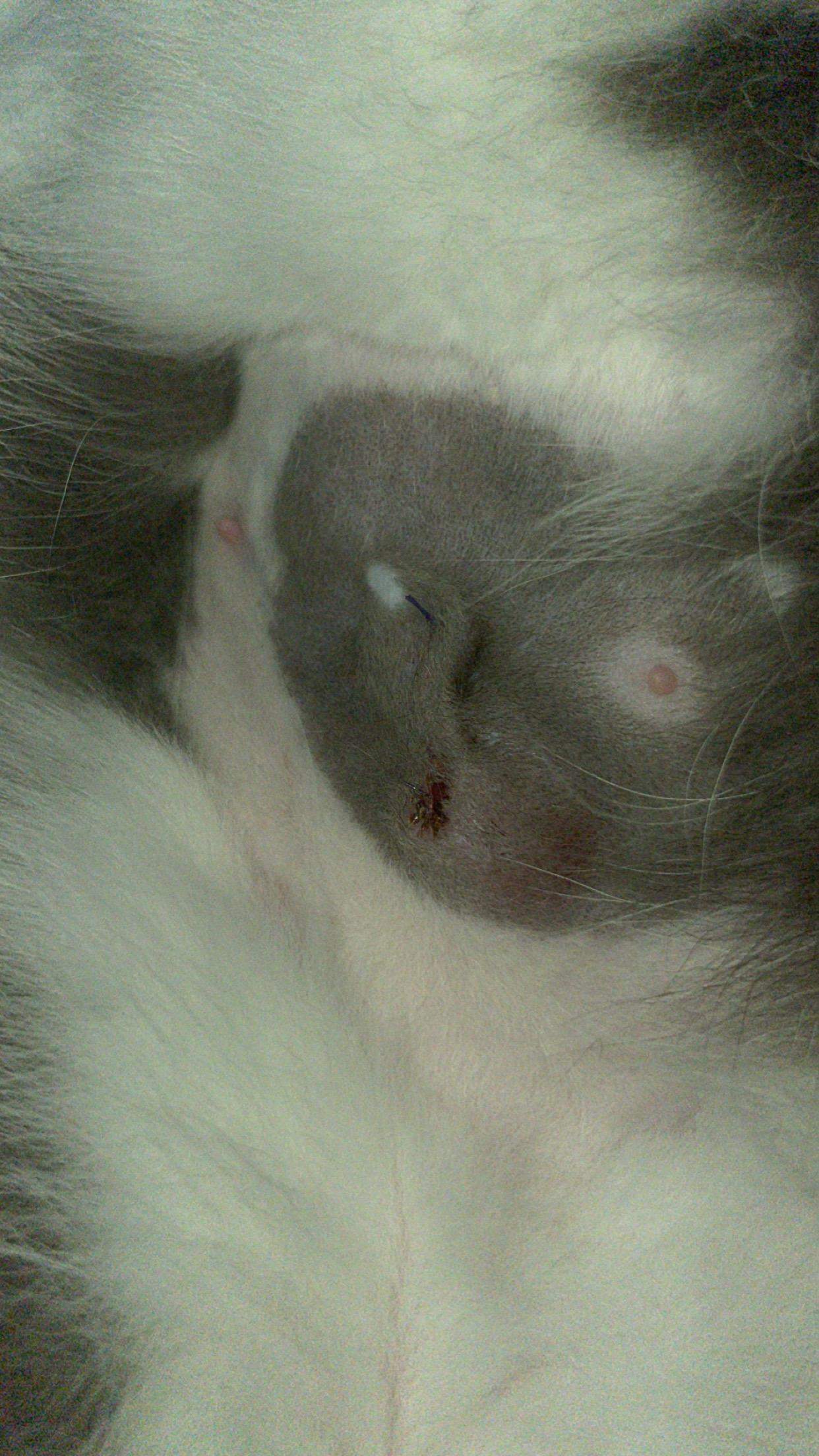 Wunde nach Kastration der Katze? (Operation, Tierarzt, Tiermedizin)