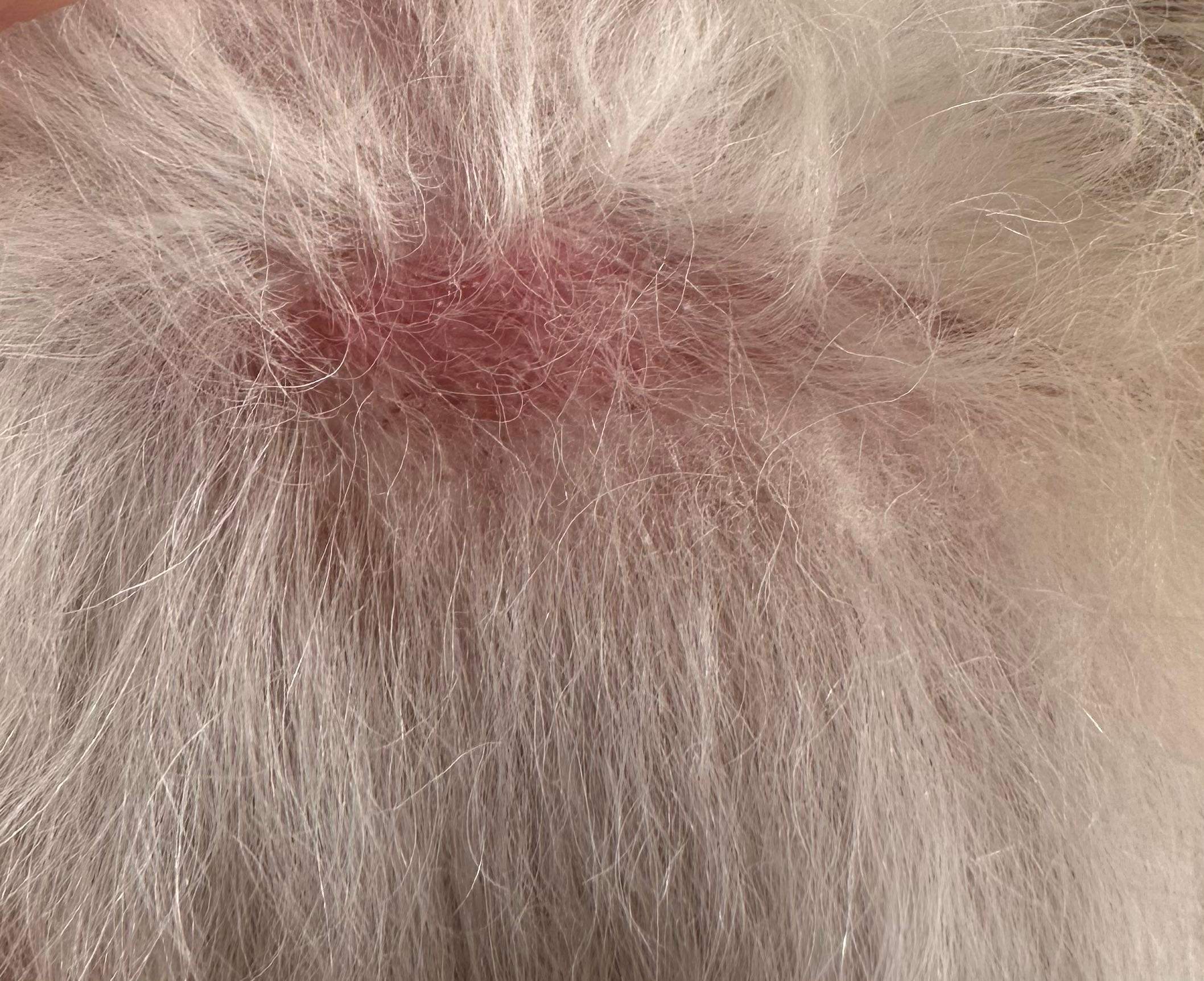 Wunde Stelle beim Hund? (Gesundheit, Tierarzt, Tierhaltung)